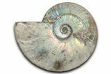 Silver Iridescent Ammonite (Cleoniceras) Fossil - Madagascar #345590-1
